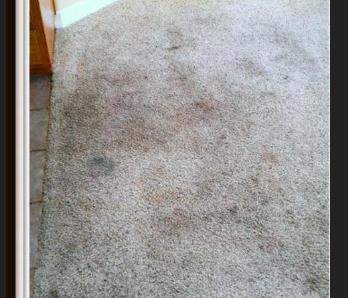 Carpet stained from dirty work boots & heavy traffic 